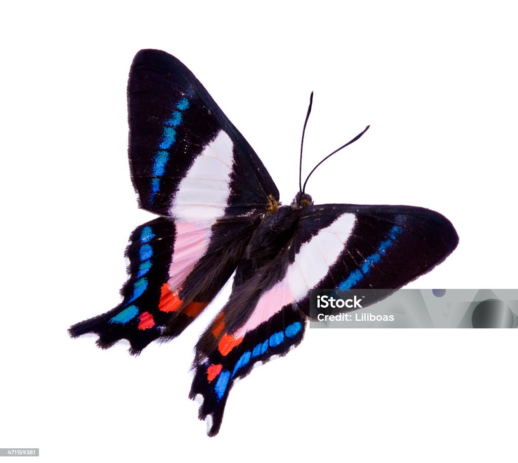 Butterfly - - Lizenzfrei Blau Stock-Foto