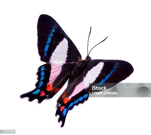 Butterfly Stockfoto und mehr Bilder von Blau - Blau, Bunt - Farbton, Farbbild