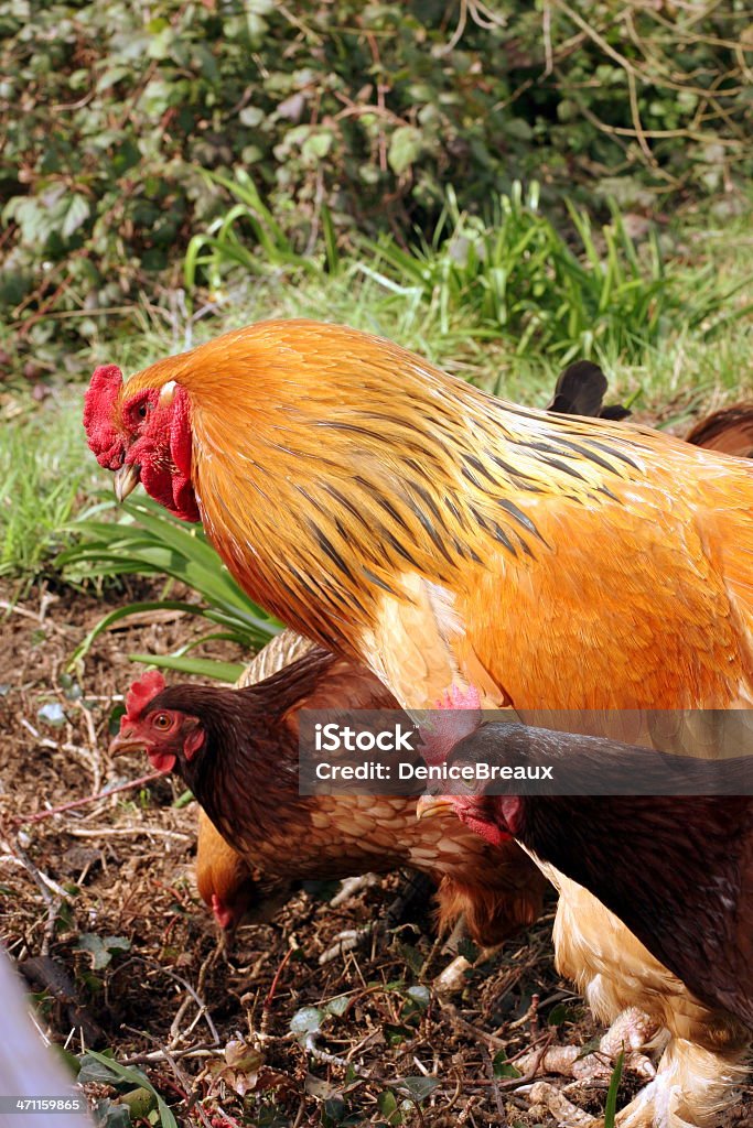 Chickens buff Brahma Rooster and two Rhode Island Red hens Agriculture Stock Photo