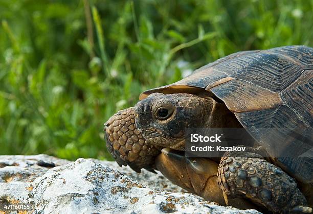 Foto de Tartaruga e mais fotos de stock de Andar - Andar, Anfíbio, Animais em Extinção