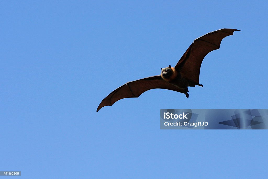 Raposa-voadora - Royalty-free Animal em via de extinção Foto de stock