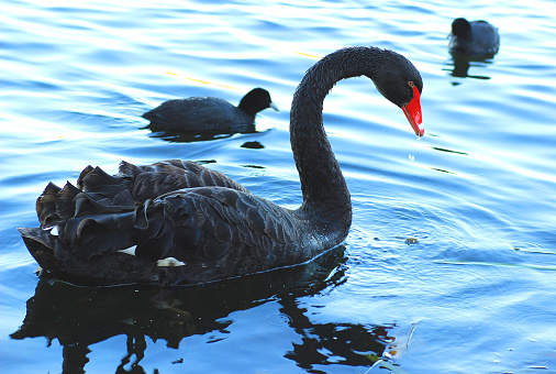 Black swan at the lake, Ballarat, Australia