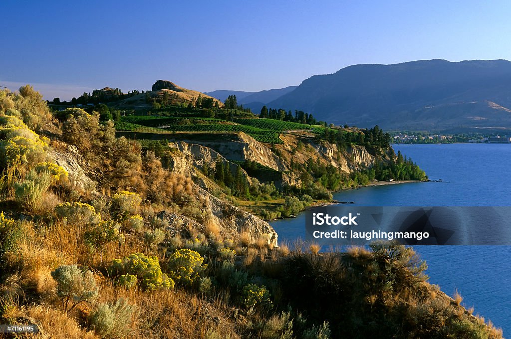 okanagan valley Winnica wino - Zbiór zdjęć royalty-free (Naramata - British Columbia)