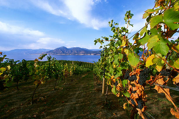 istock winery rural scenic lake 471161207