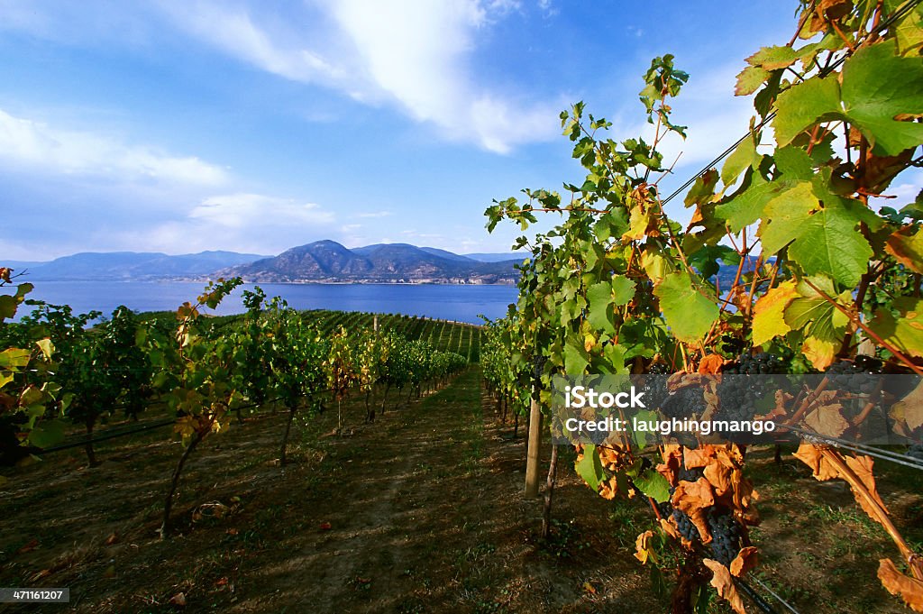 Vinícola rural panorâmica do lago - Foto de stock de Penticton royalty-free