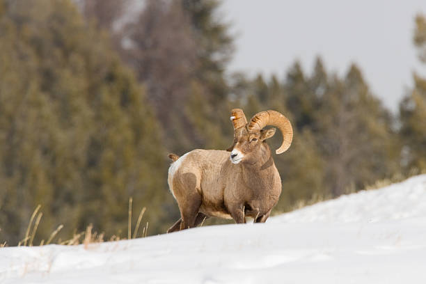 オオツノヒツジ ram 冬 - bighorn sheep ram sheep winter ストックフォトと画像