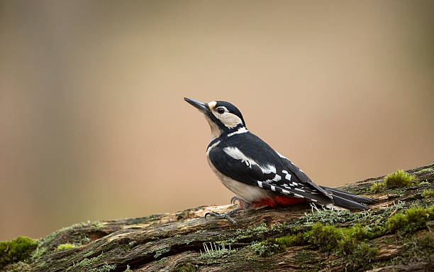 Great Spotted Woodpecker stock photo