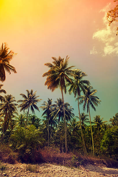 palme in costa tropicale - coastline branch day summer foto e immagini stock