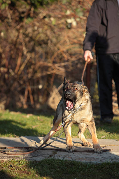 Cane da guardia - foto stock