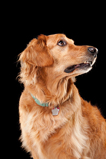 A beautiful Golden Retriever in a studio setting looking right.PLEASE CLICK HERE FOR PICTURES OF MORE DOGS