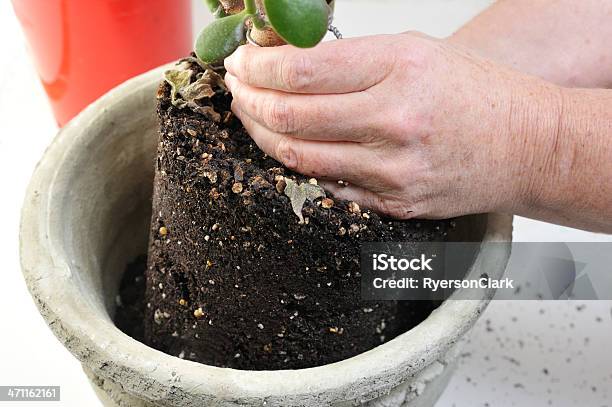 Transplanting Stock Photo - Download Image Now - Adult, Adults Only, Close-up