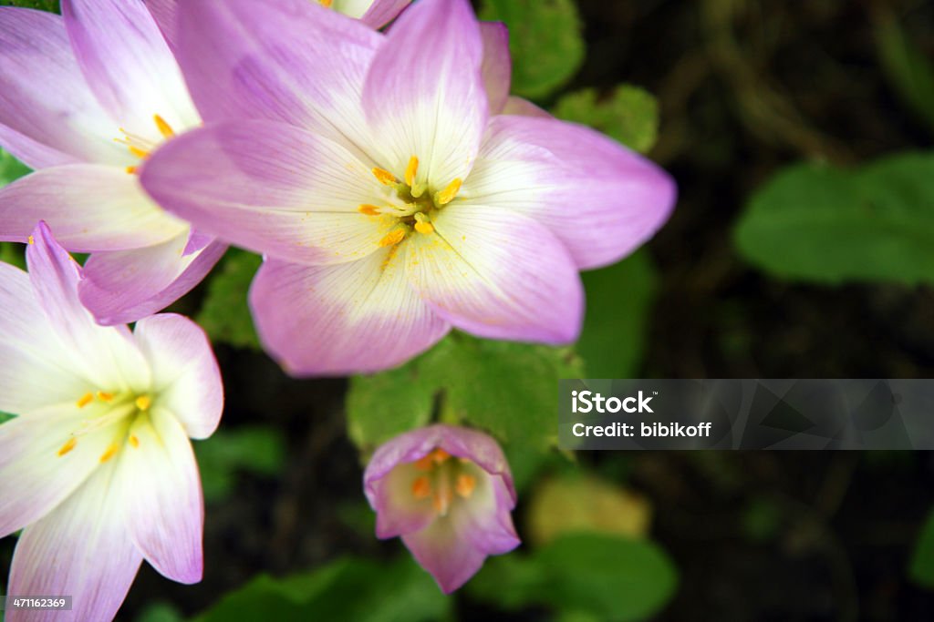 blooming crocus group of crocus flowers Blossom Stock Photo