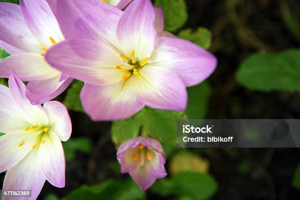 Blooming Crocus Stock Photo - Download Image Now - Blossom, Blue, Bud