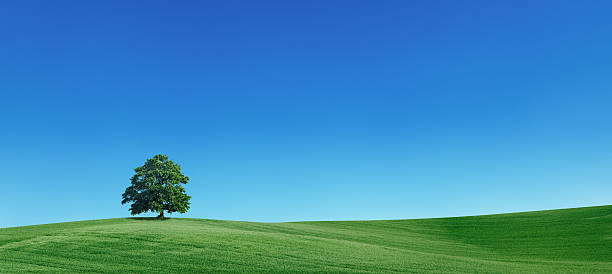 panorâmica paisagem de primavera de tamanho xxxxl 55mpix - poland rural scene scenics pasture imagens e fotografias de stock