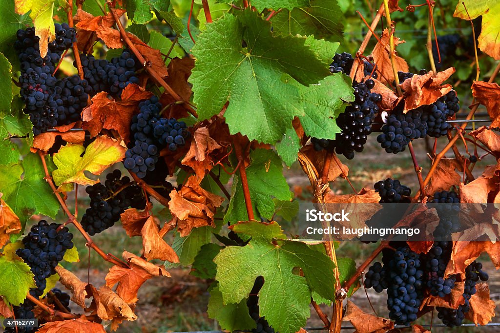 vines vineyard okanagan bodega columbia Británica, Canadá - Foto de stock de Abundancia libre de derechos