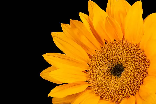 The sunflower (Helianthus annuus) is an annual plant in the family Asteraceae and native to the Americas, with a large flowering head (inflorescence). The stem can grow as high as 3 meters (9 3/4 ft), and the flower head can reach 30 cm (11.8 in) in diameter with the "large" seeds. The term "sunflower" is also used to refer to all plants of the genus Helianthus, many of which are perennial plants.