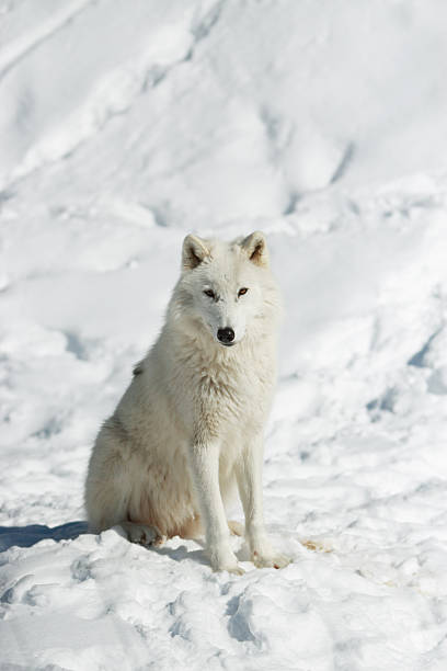 Arctic Wolf in Snow stock photo