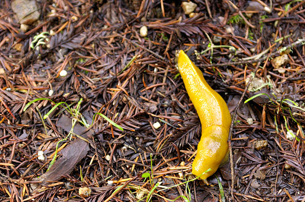 istock Banana Slug on Forest Floor 471163307