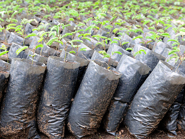 Reforestation Seedlings stock photo
