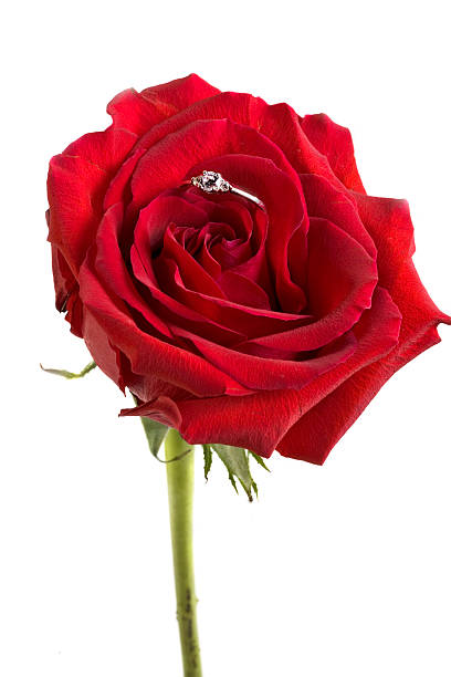 istock Jewel in the rose 471163787