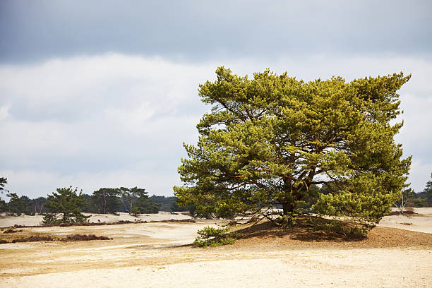 istock Dutch sand dunes XXXL 471164491