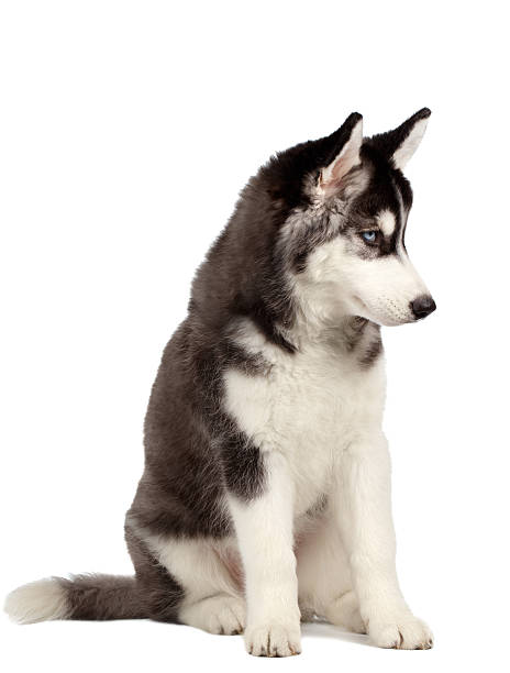 istock Siberian Husky Puppy on White 471164590