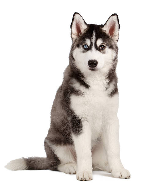 istock Siberian Husky Puppy on White 471164592