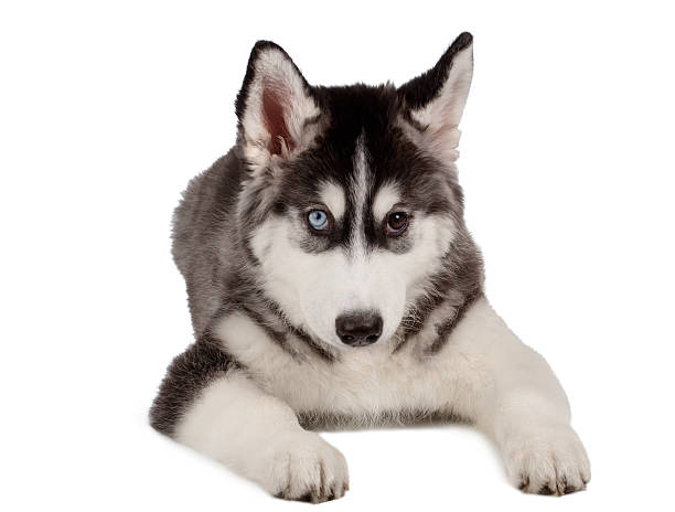 istock Siberian Husky Puppy on White 471164596
