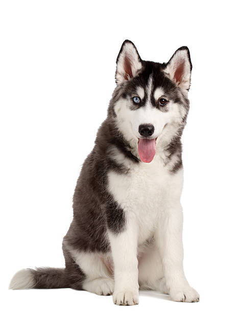 istock Siberian Husky Puppy on White 471164604