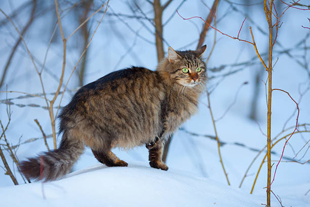 istock Cute siberian cat walking on the snow 471164662