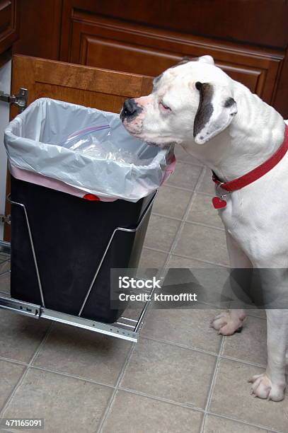 Atrapado Con Las Manos En La Masa Foto de stock y más banco de imágenes de Perro - Perro, Cubo de la basura, Cocina - Estructura de edificio