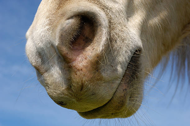 istock Close-up of Horse Muzzle and Mouth 471165103