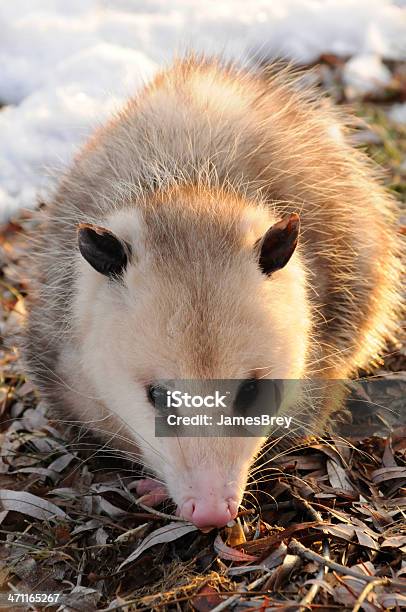 Wild Opossum Del Sole - Fotografie stock e altre immagini di Opossum - Opossum, Fare il morto, Dorato - Colore descrittivo