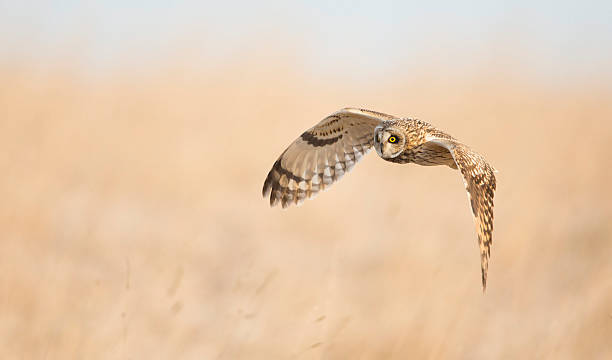 Short Eared Owl Flying stock photo