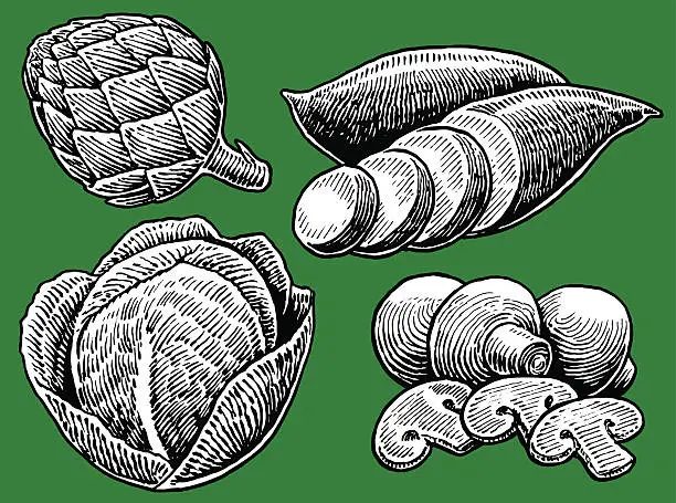 Vector illustration of Vegetable - Cabbage, Mushrooms, Yam, Artichoke