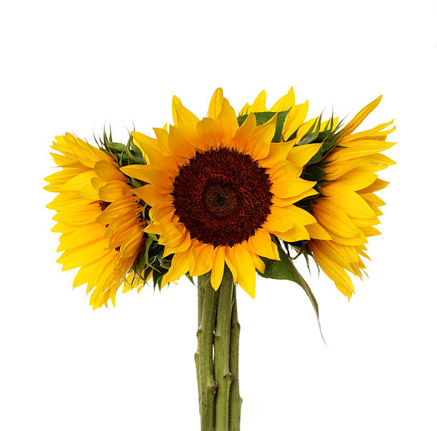istock Bouquet of sunflowers 471165827