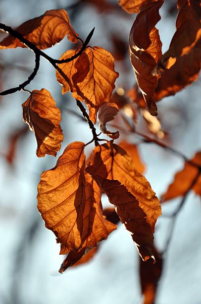 Cтоковое фото Осень листья 2