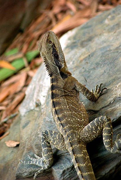 istock Eastern Water Dragon Lizard (Physignathus lesueurii), Australia 471166031