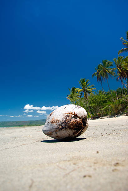 istock Coconut on deserted tropical beach, Queensland, Australia 471166057