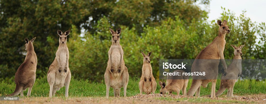 Kangaroos al atardecer - Foto de stock de Canguro libre de derechos