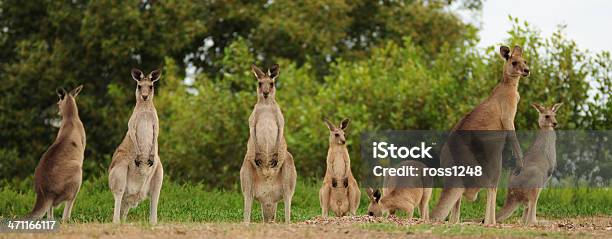 Kangaroos Al Atardecer Foto de stock y más banco de imágenes de Canguro - Canguro, Australia, Animal