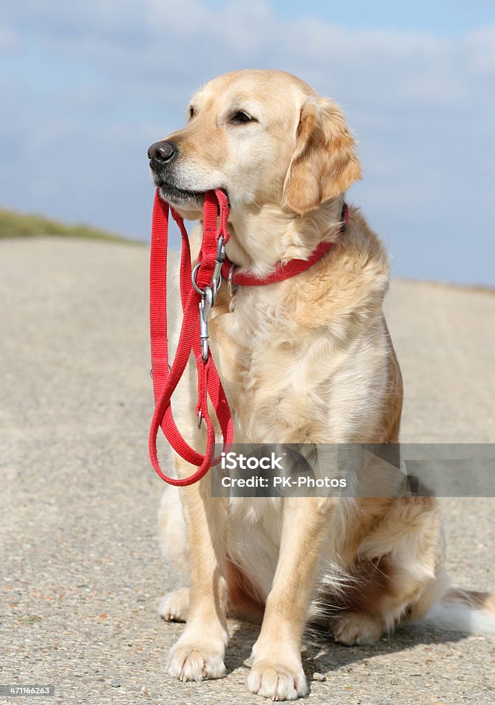 Cane con Guinzaglio - Foto stock royalty-free di Cane