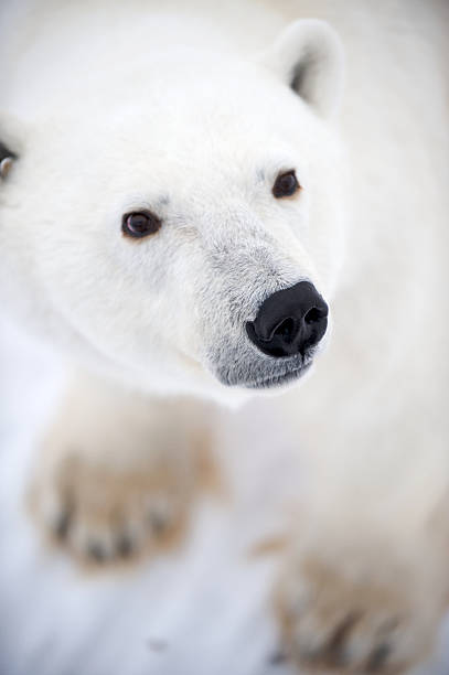istock Close-Up of Polar Bear Face with Front Paws 471166661
