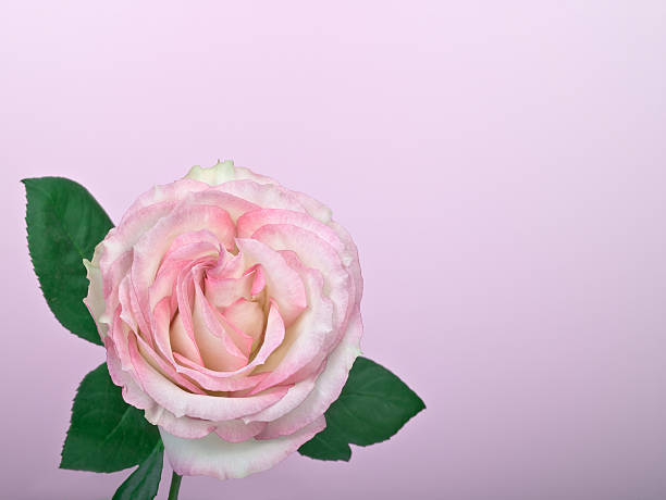 istock White with pink tiped rose on faint pastel background 471167719