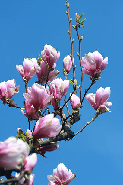 istock Magnolia soulangeana branch 471168801