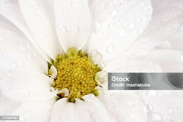 Foto de Camomile e mais fotos de stock de Amarelo - Amarelo, Branco, Cabeça da flor