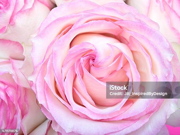White And Pink Roses Close Up Stock Photo - Download Image Now - Decoration, Flower, Flower Head