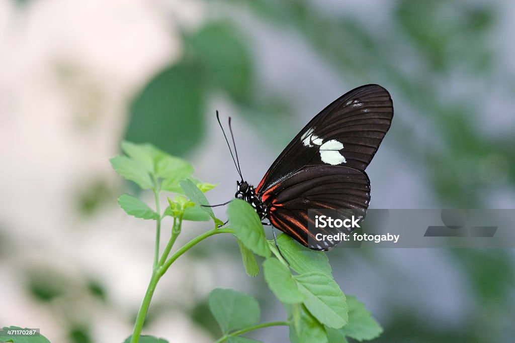 papillon - Photo de Aile d'animal libre de droits