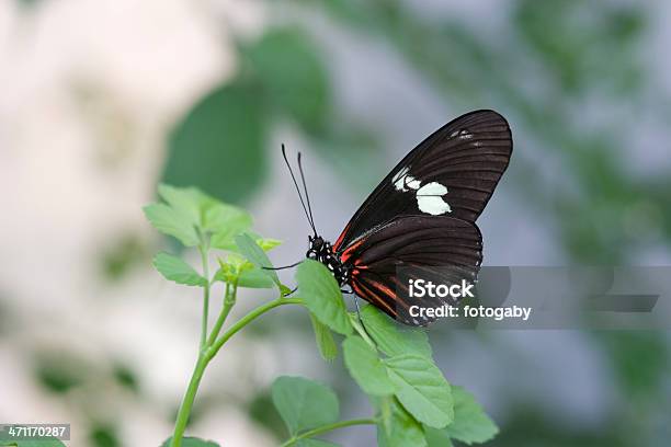 Бабочка — стоковые фотографии и другие картинки Бабочка - Бабочка, Без людей, Выборочная фокусировка