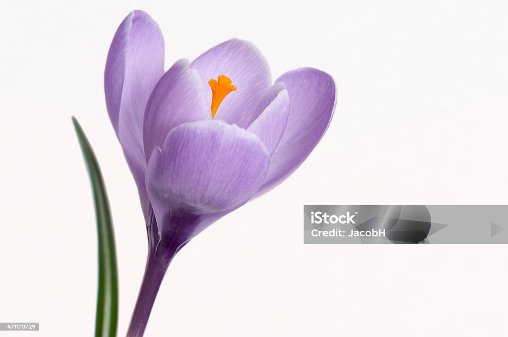 Фиолетовый Крокус - Стоковые фото Крокус роялти-фри